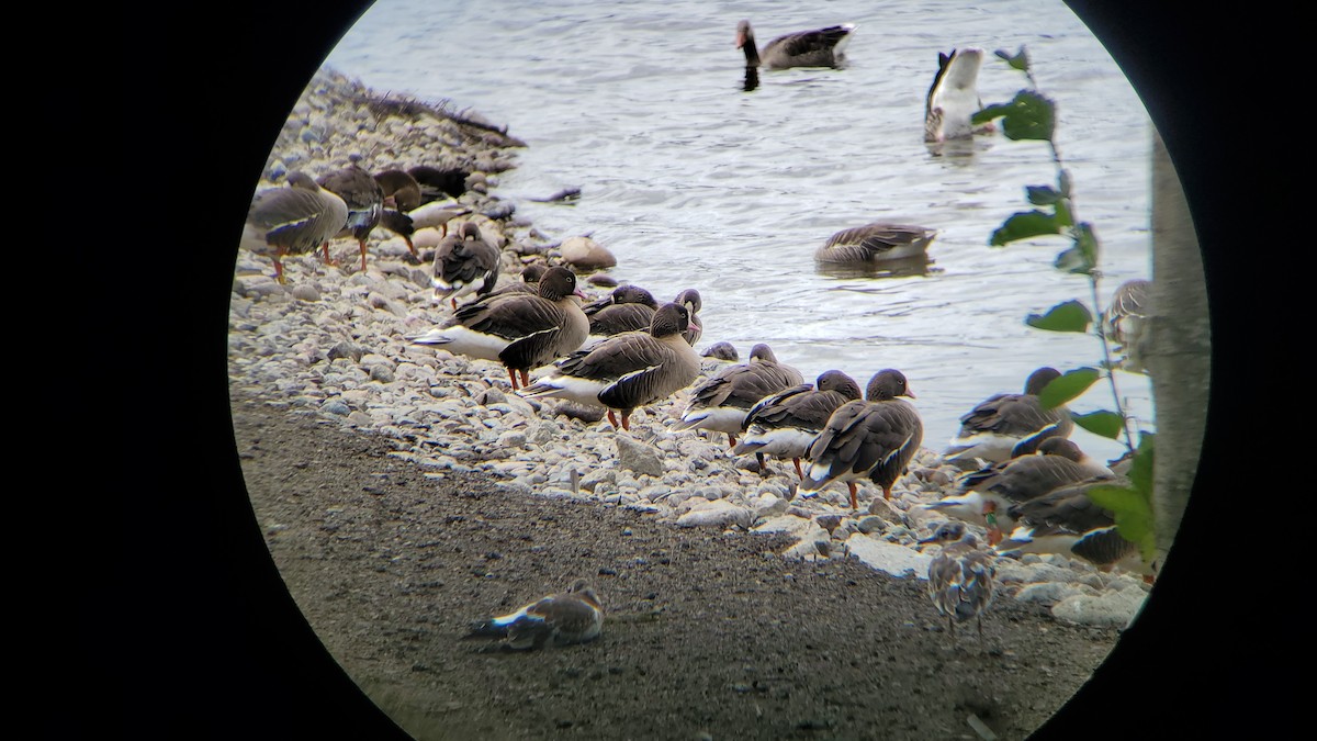 Lesser White-fronted Goose - ML595154811