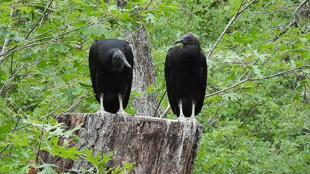 Urubu noir - ML595154911