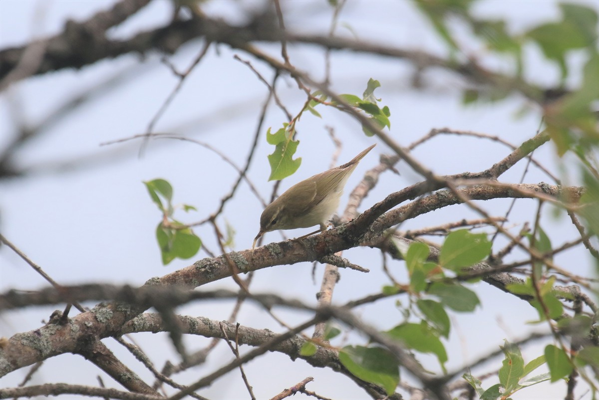 Greenish Warbler - Bassel Abi Jummaa