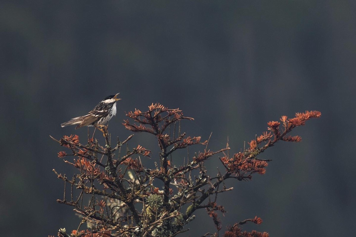 Blackpoll Warbler - ML595156521