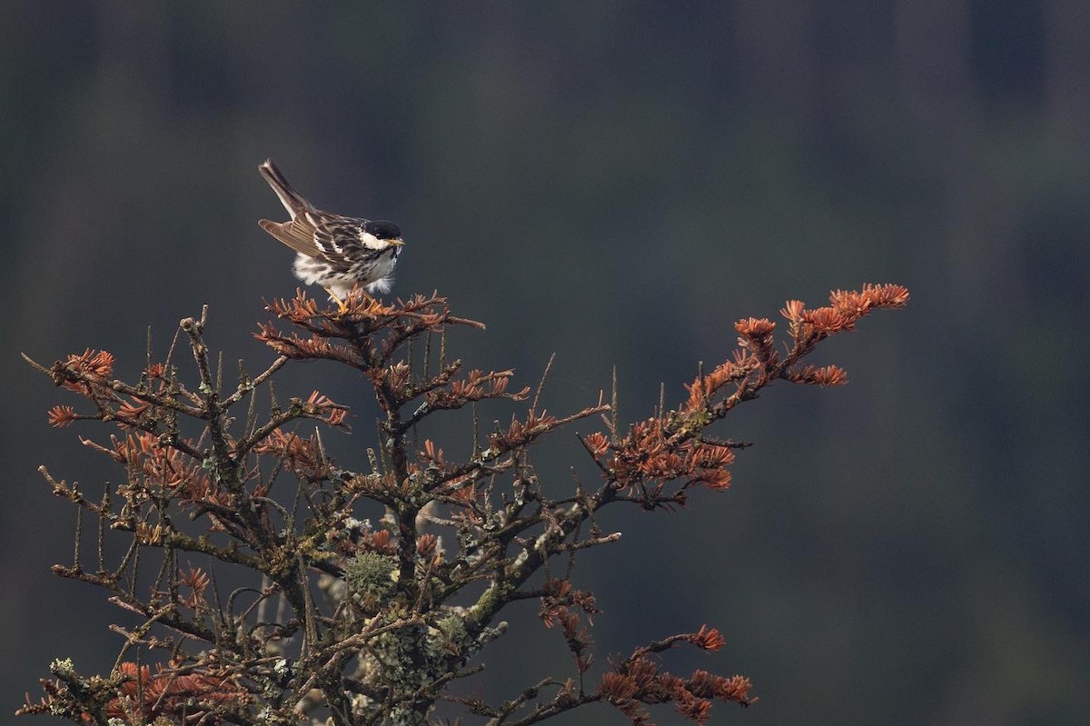 Blackpoll Warbler - ML595156531