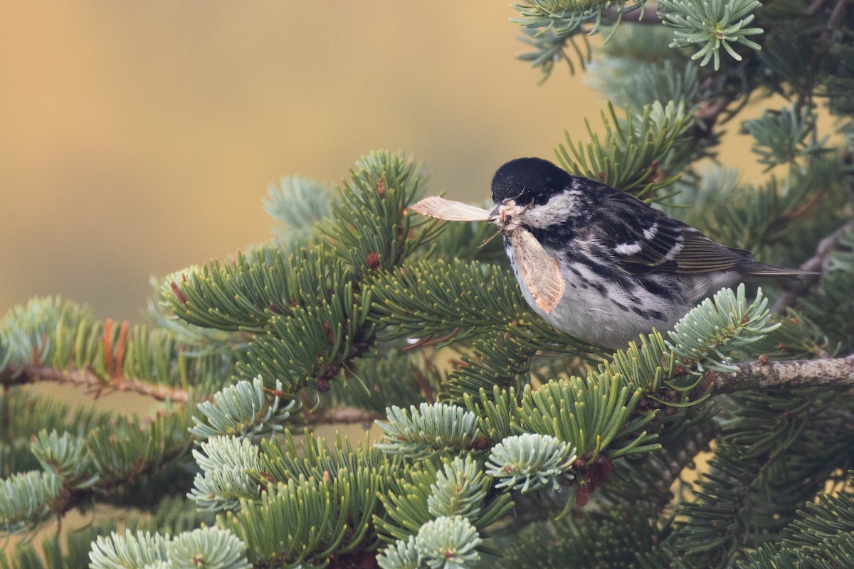 Blackpoll Warbler - ML595156541