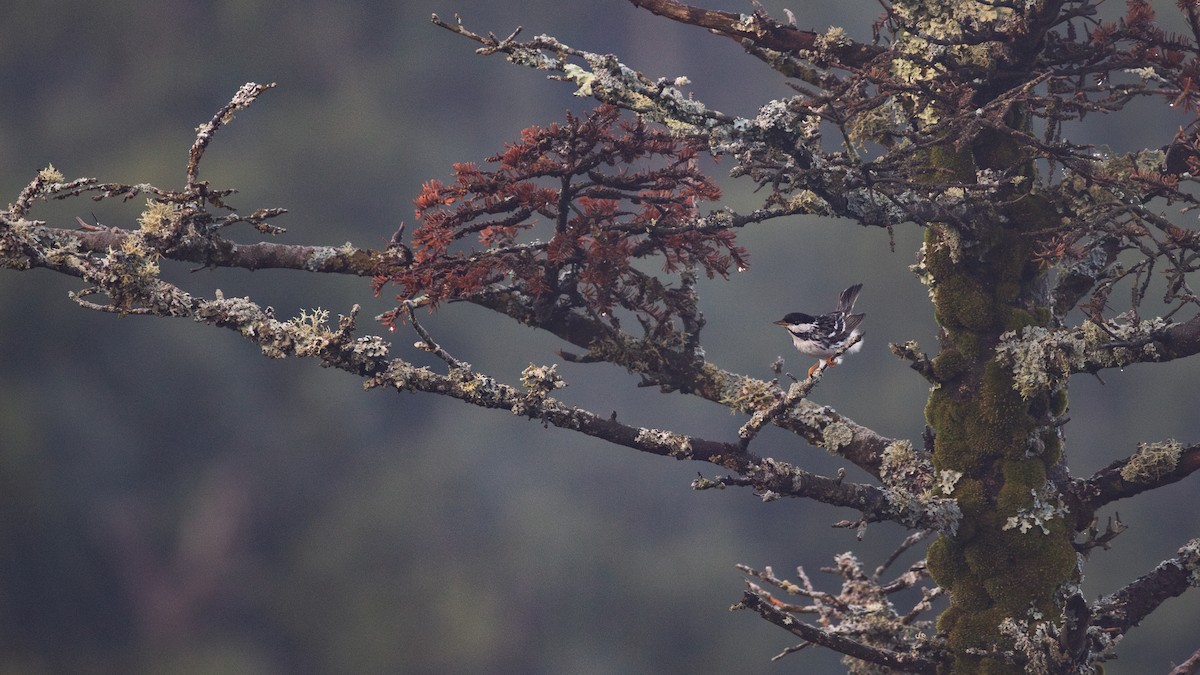 Blackpoll Warbler - ML595156561