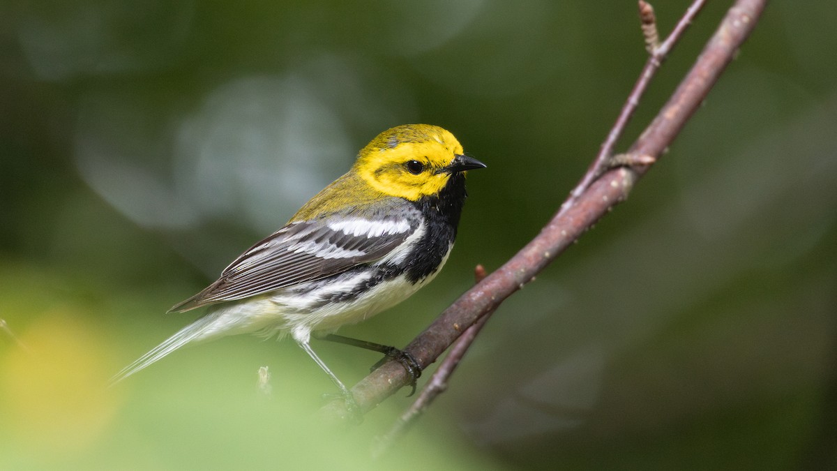 Black-throated Green Warbler - ML595156621