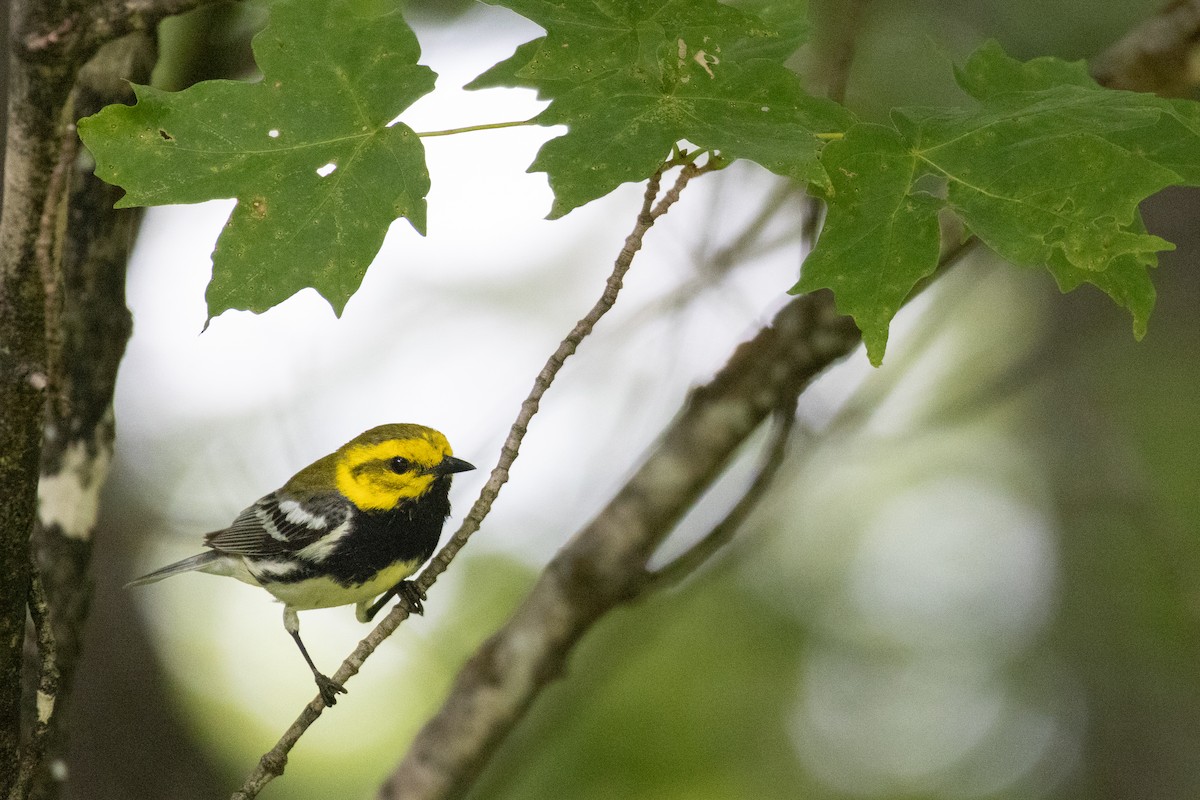 Black-throated Green Warbler - ML595156631