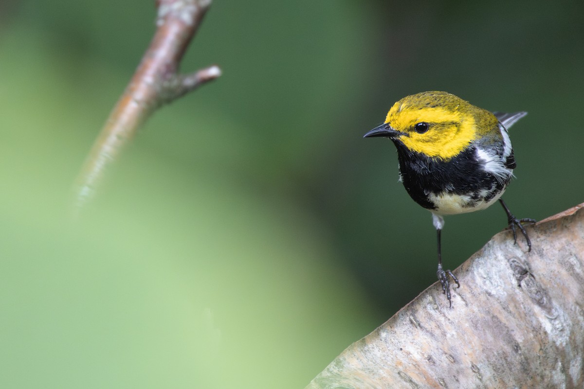 Black-throated Green Warbler - ML595156641