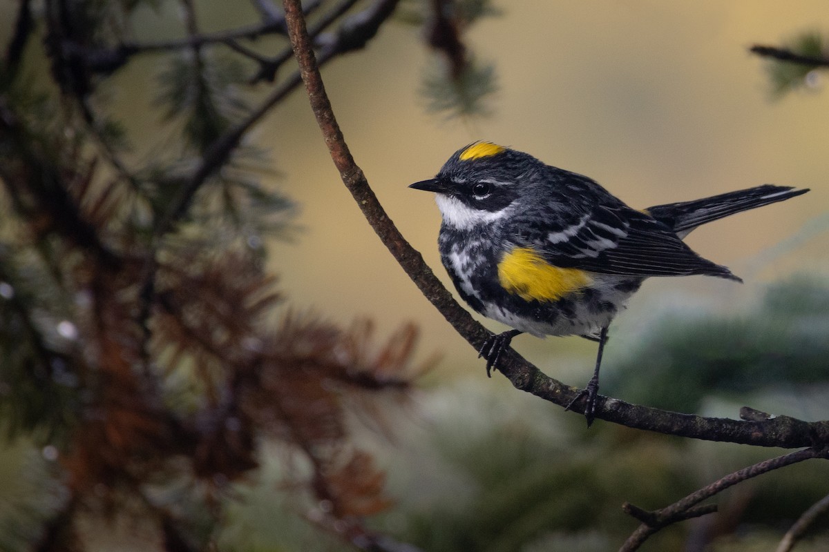 Yellow-rumped Warbler - ML595156671