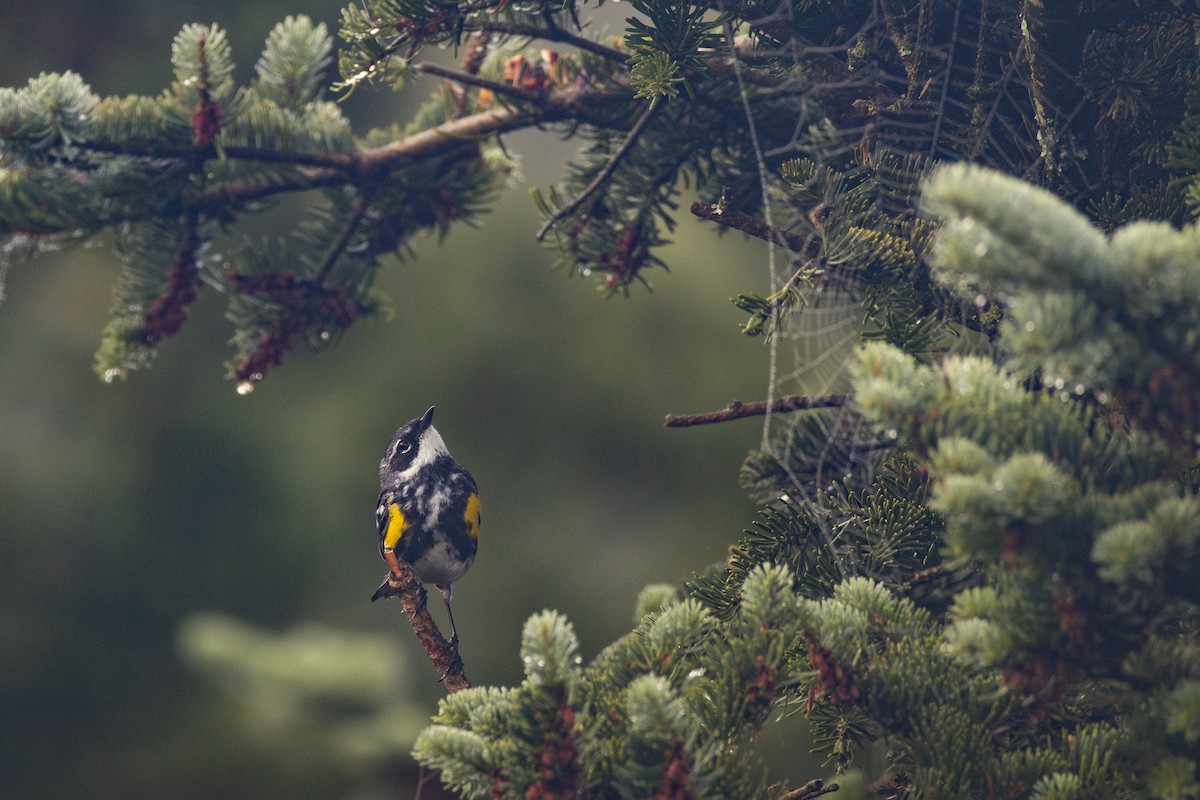 Yellow-rumped Warbler - ML595156681