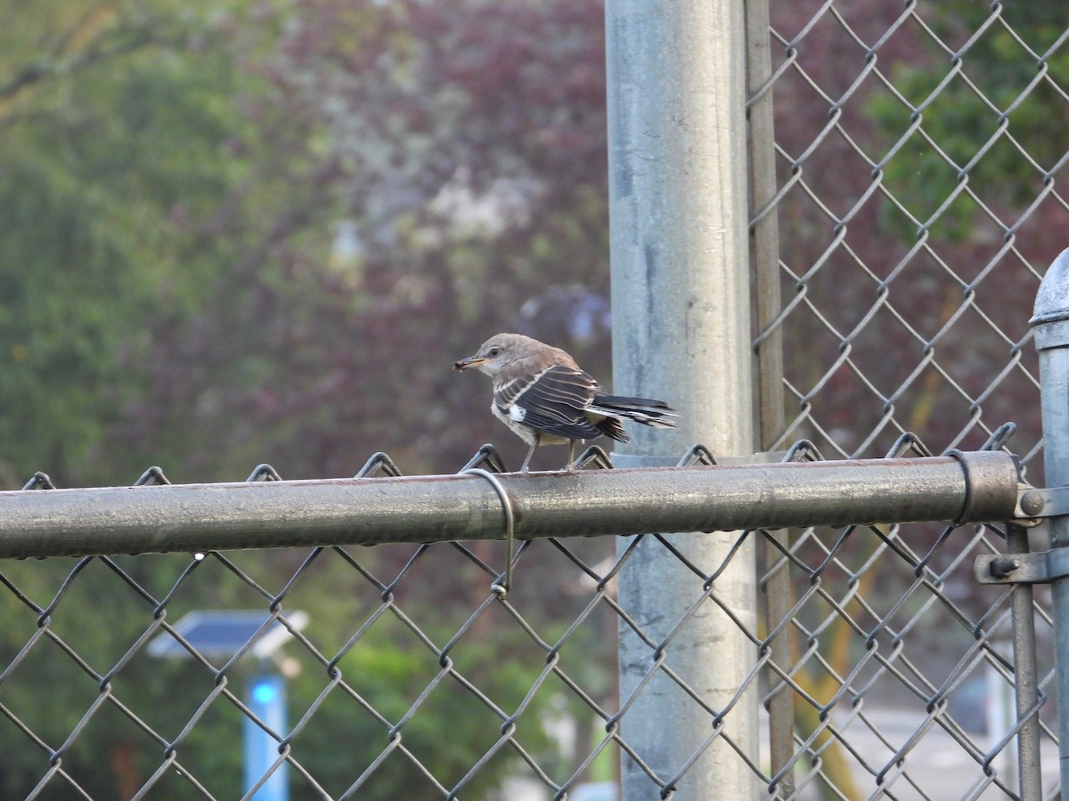 Northern Mockingbird - ML595157301