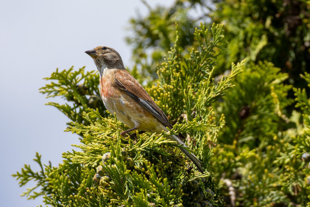 Eurasian Linnet - Marvin Johanning