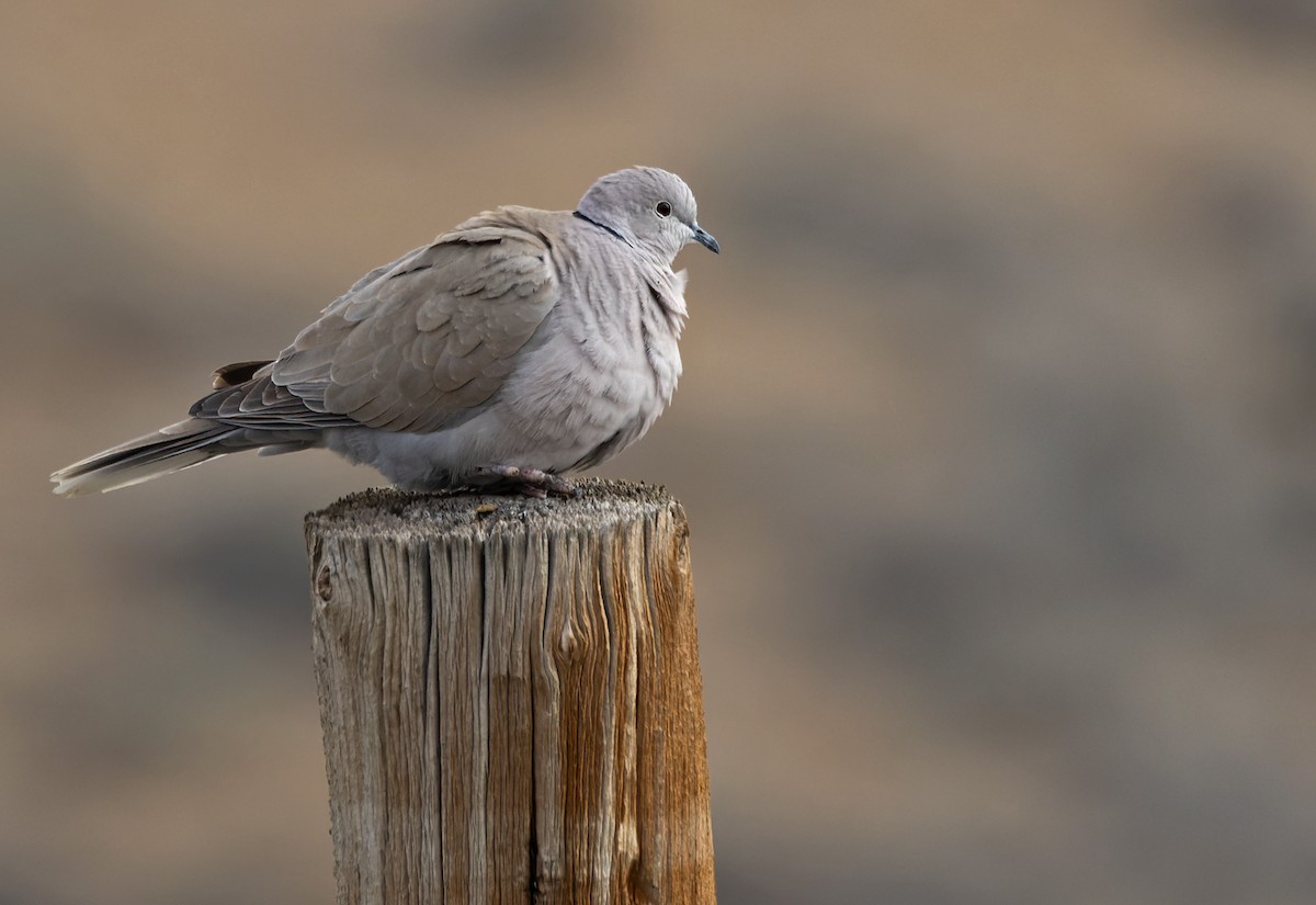 Eurasian Collared-Dove - ML595158951
