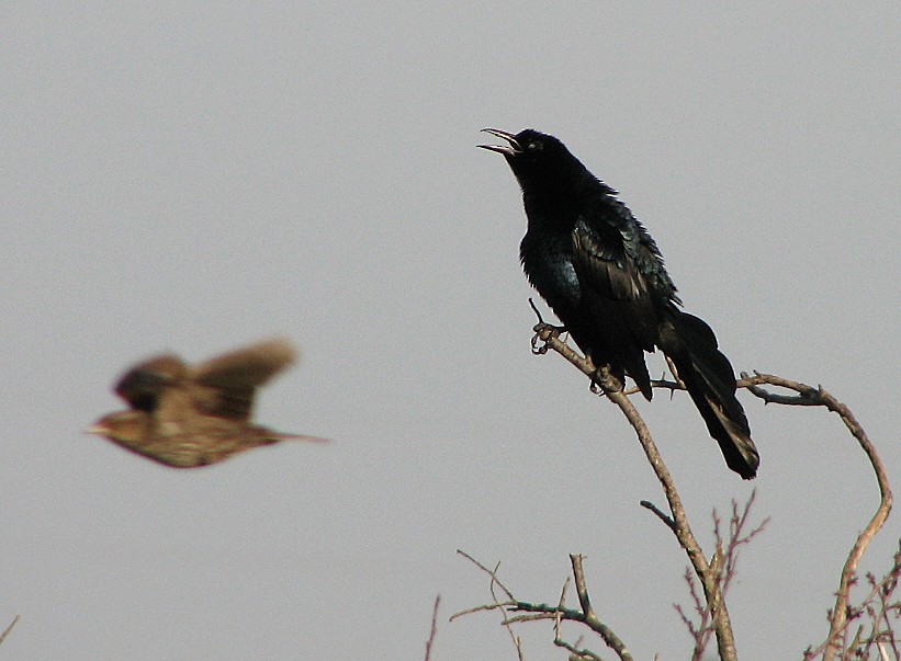 Great-tailed Grackle - Tom Gannon