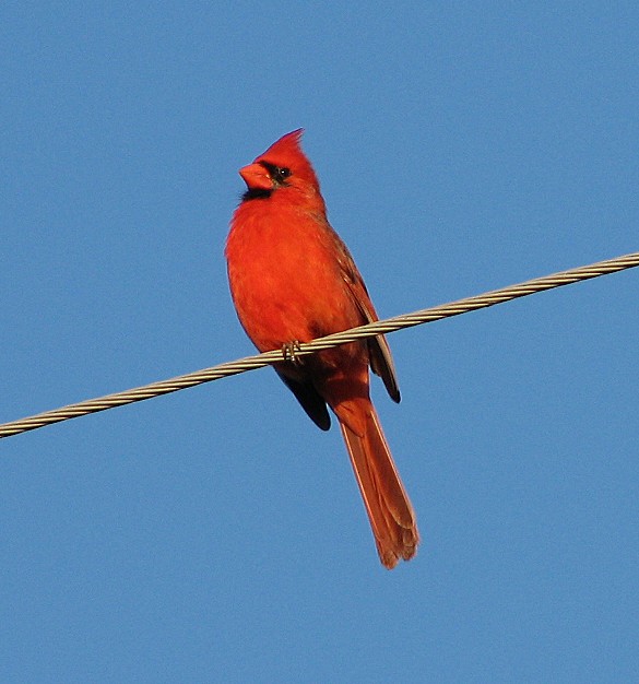 Cardinal rouge - ML595159881