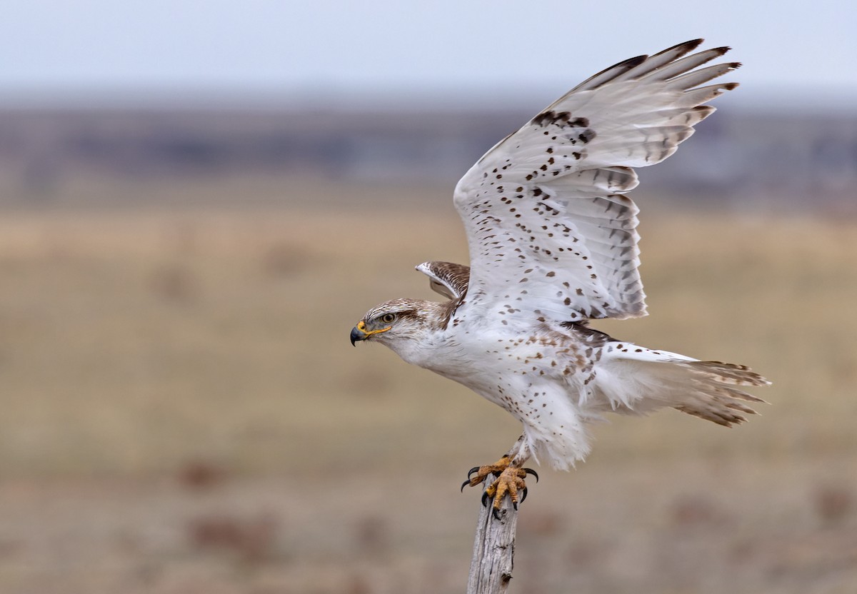 Ferruginous Hawk - ML595159981