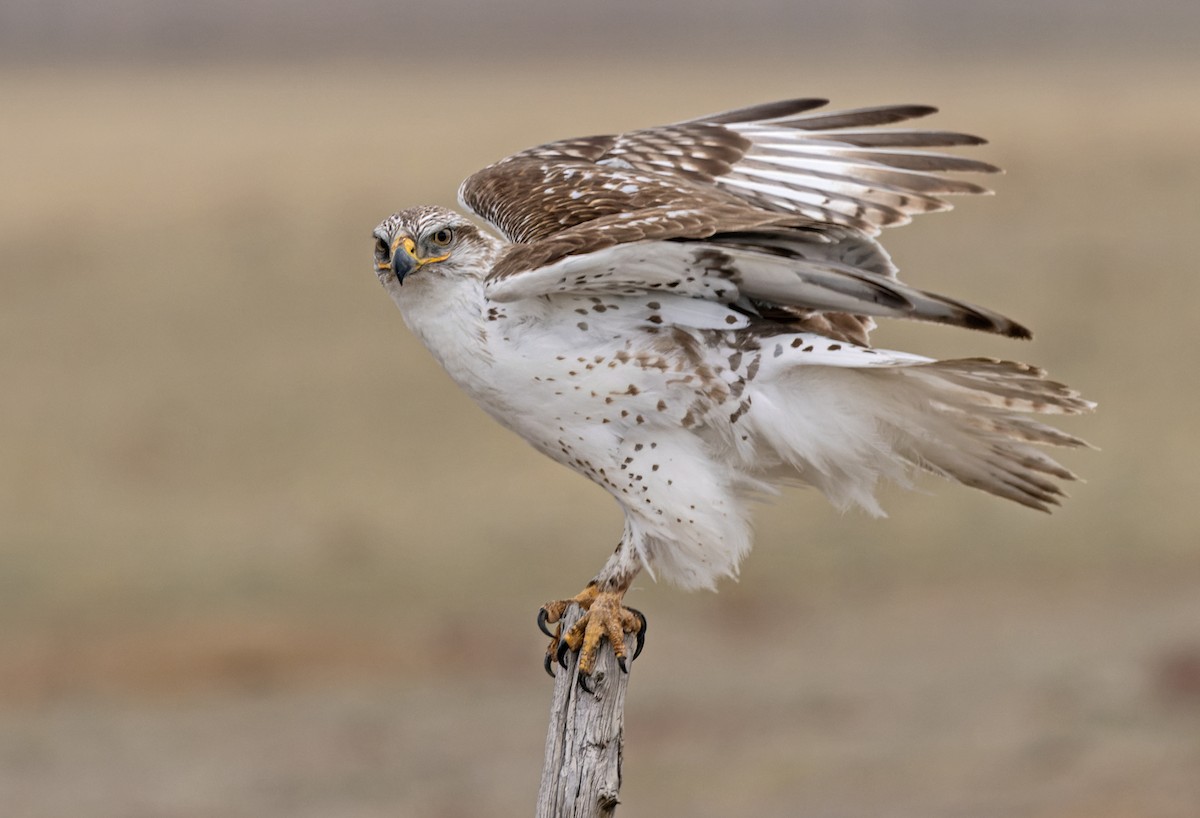 Ferruginous Hawk - ML595159991