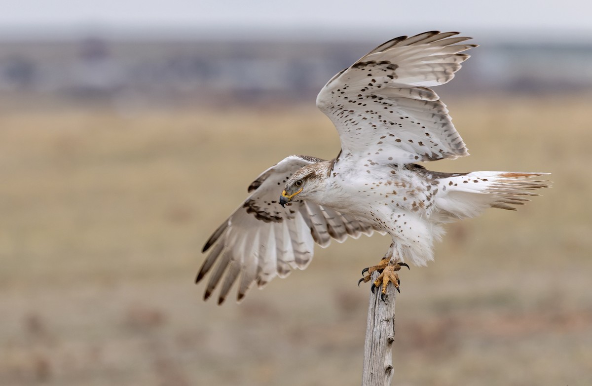 Ferruginous Hawk - ML595160001