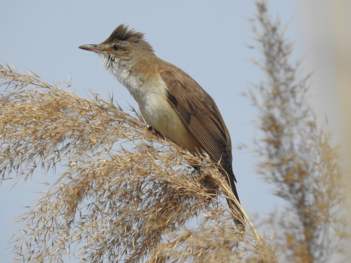 Great Reed Warbler - African Googre
