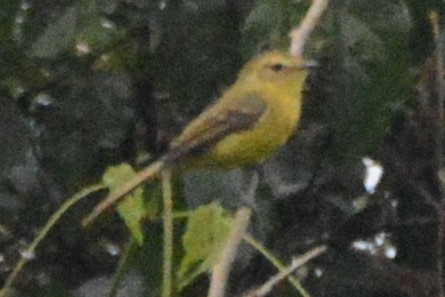 Yellow Tyrannulet - Cathy Pasterczyk