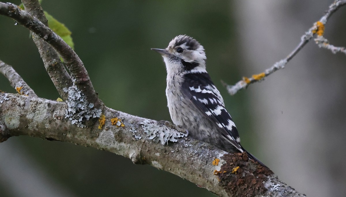 Lesser Spotted Woodpecker - Pavel Parkhaev