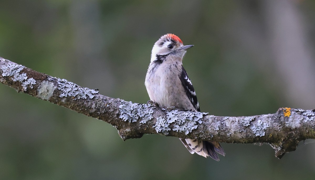 Lesser Spotted Woodpecker - Pavel Parkhaev
