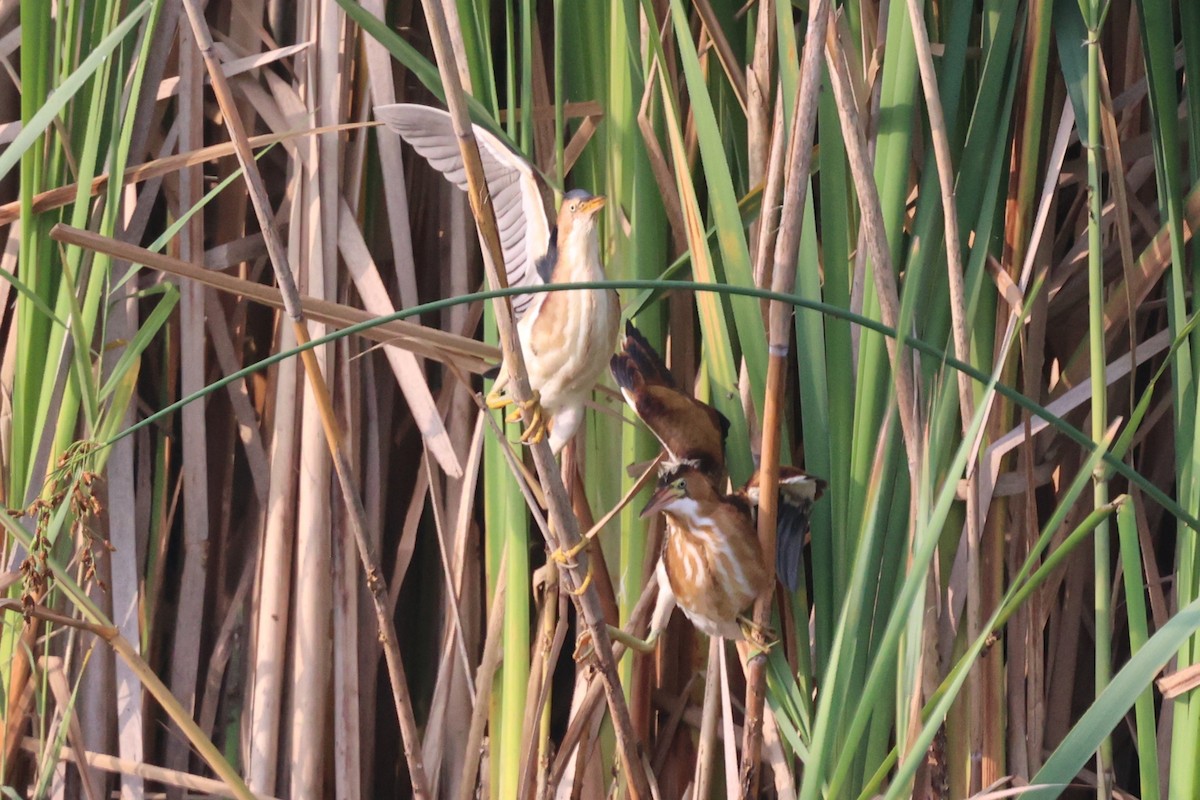 Least Bittern - Leo Weiskittel