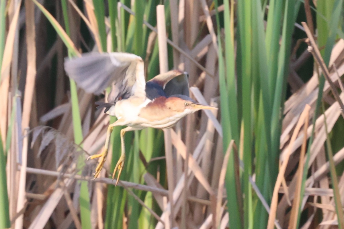 Least Bittern - ML595162031