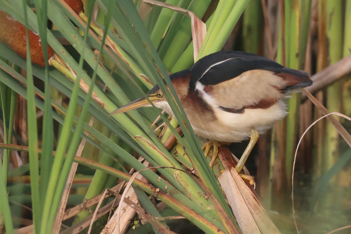 Least Bittern - ML595162141