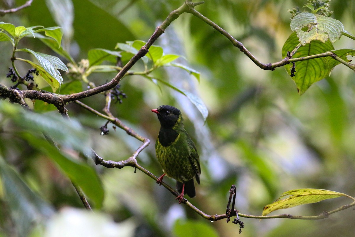 Green-and-black Fruiteater - ML595162821