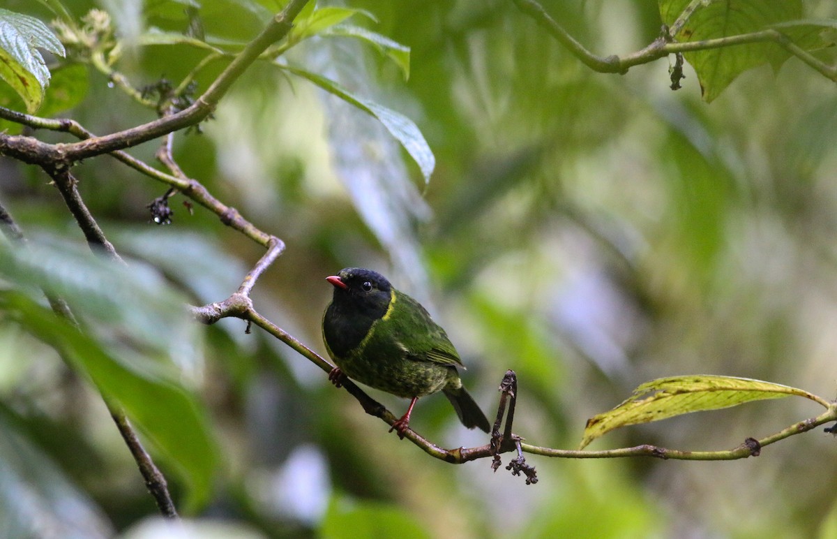 Green-and-black Fruiteater - ML595162831