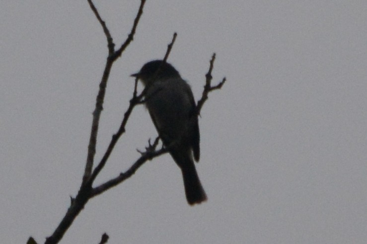ub. spurvefugl (Passeriformes sp.) - ML595162921