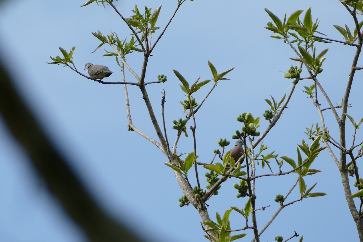 Red Collared-Dove - ML595163751