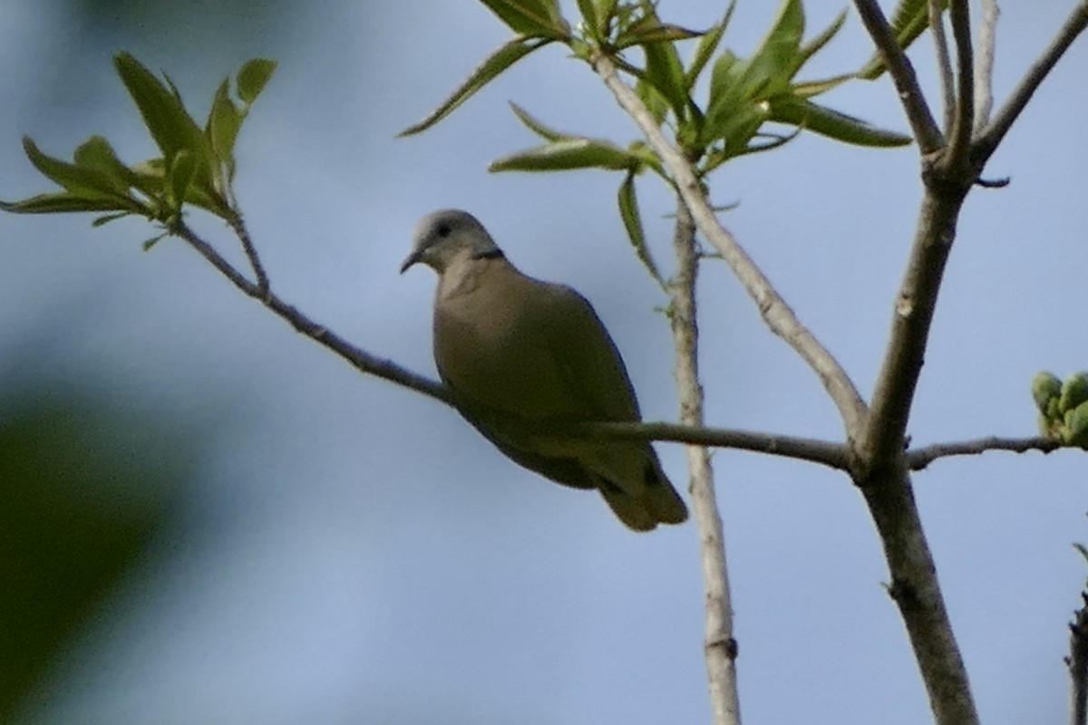 Red Collared-Dove - ML595163781