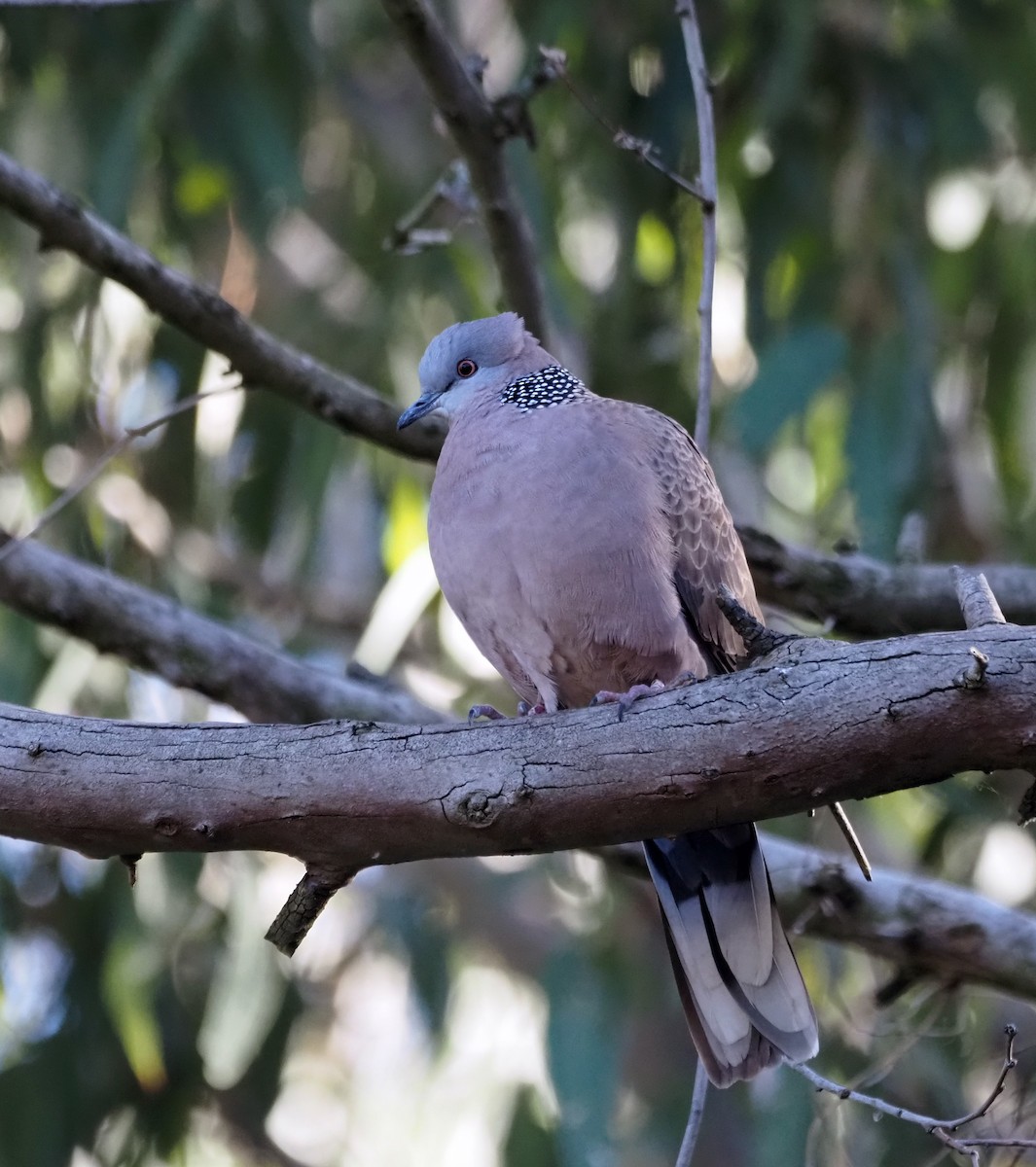 珠頸斑鳩 - ML595164321