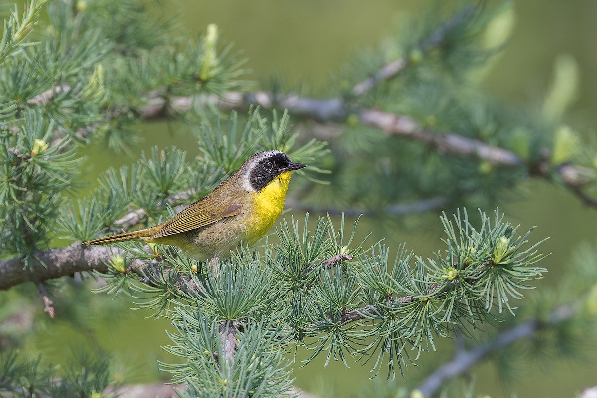 Common Yellowthroat - Mike Andersen