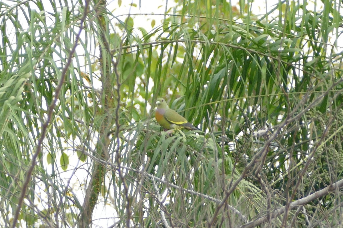 橙胸綠鳩 - ML595164501