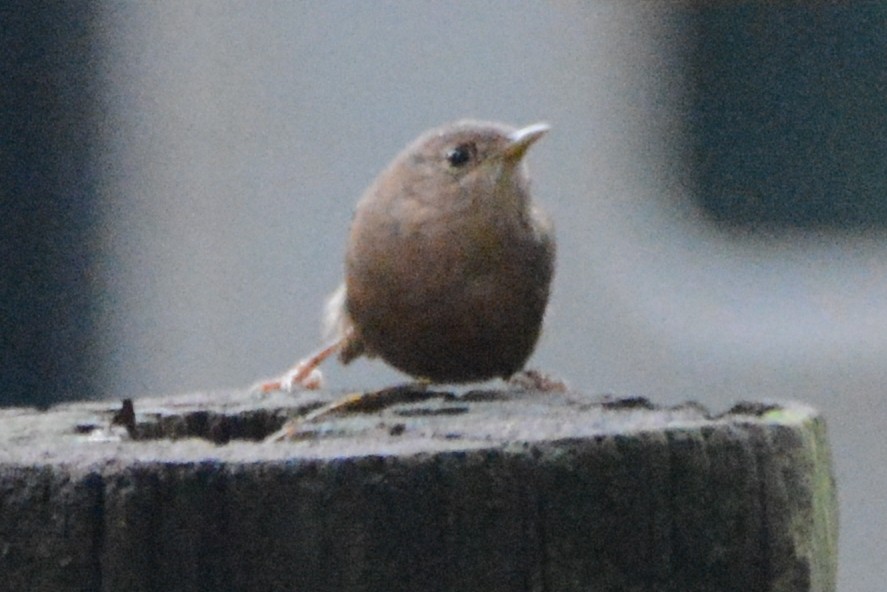 House Wren - Cathy Pasterczyk