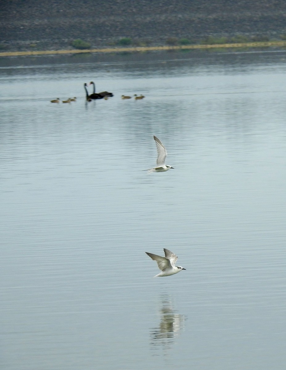 Whiskered Tern - ML59516541