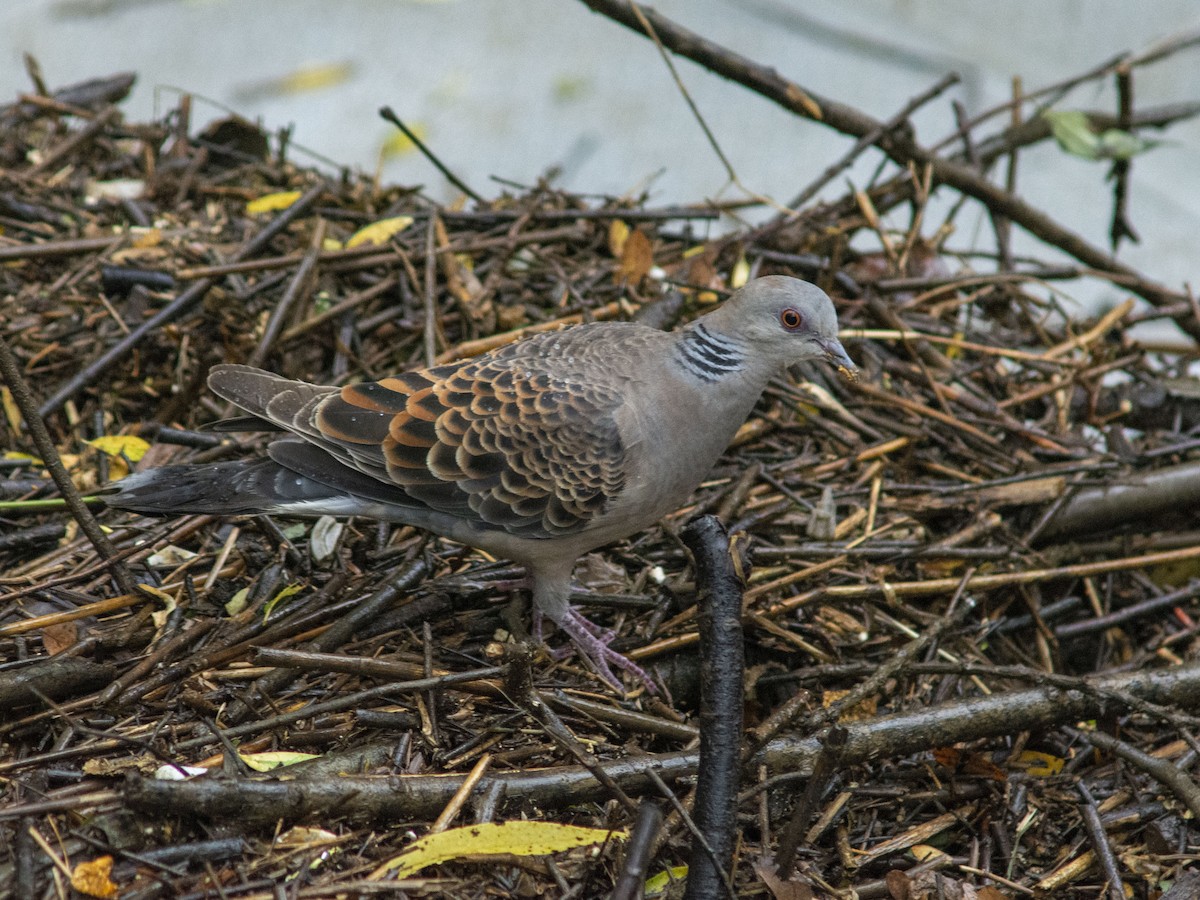 Oriental Turtle-Dove - Boris Georgi