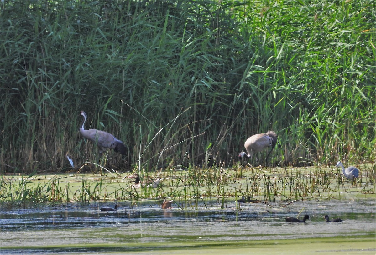 Common Crane - ML595166671