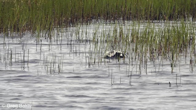 Spectacled Eider - ML595166681