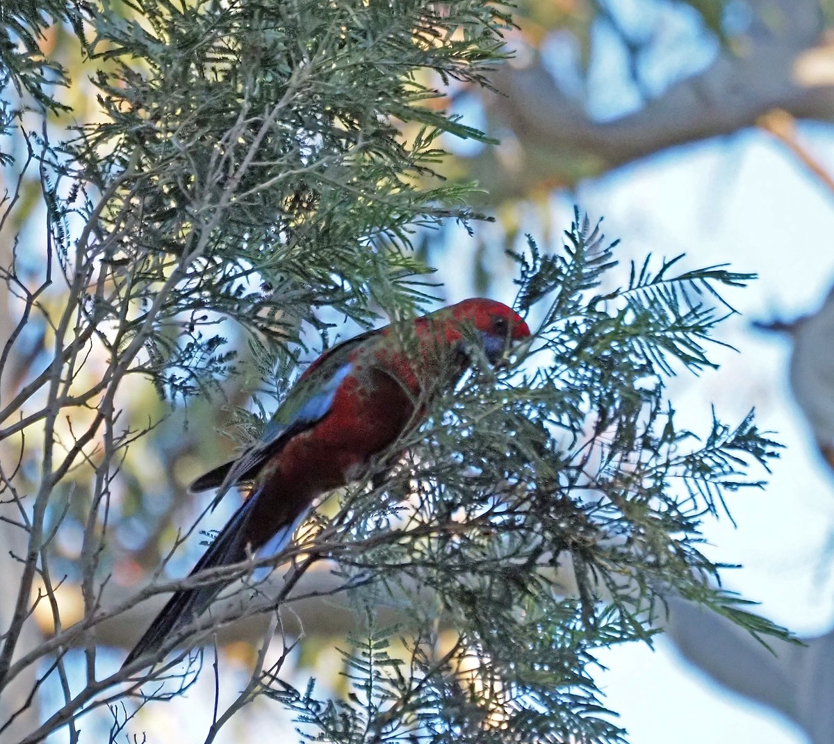 Crimson Rosella - ML595167241