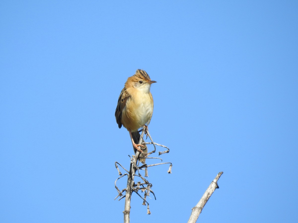 Golden-headed Cisticola - ML59516761