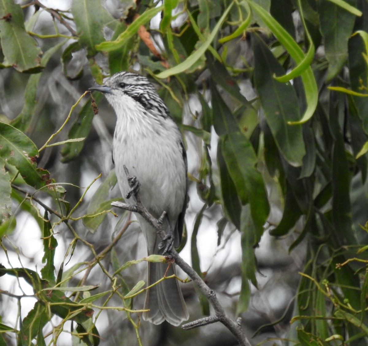 Striped Honeyeater - Michael Daley