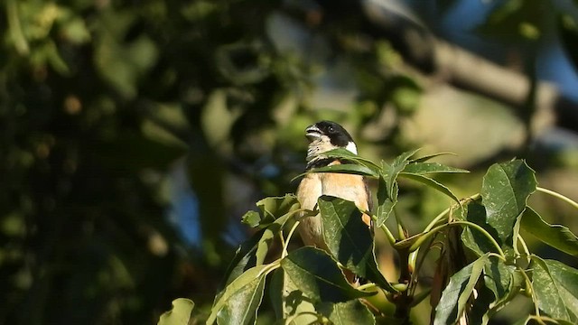 Cinnamon-rumped Seedeater - ML595168321