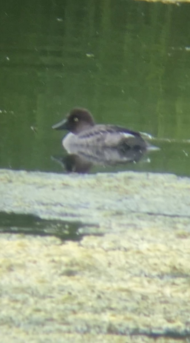 Common Goldeneye - Bill Howe