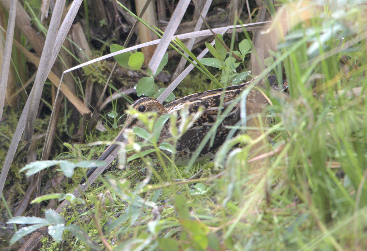 Wilson's Snipe - ML595169831