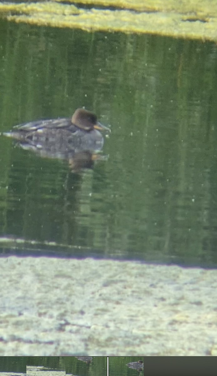 Hooded Merganser - Bill Howe