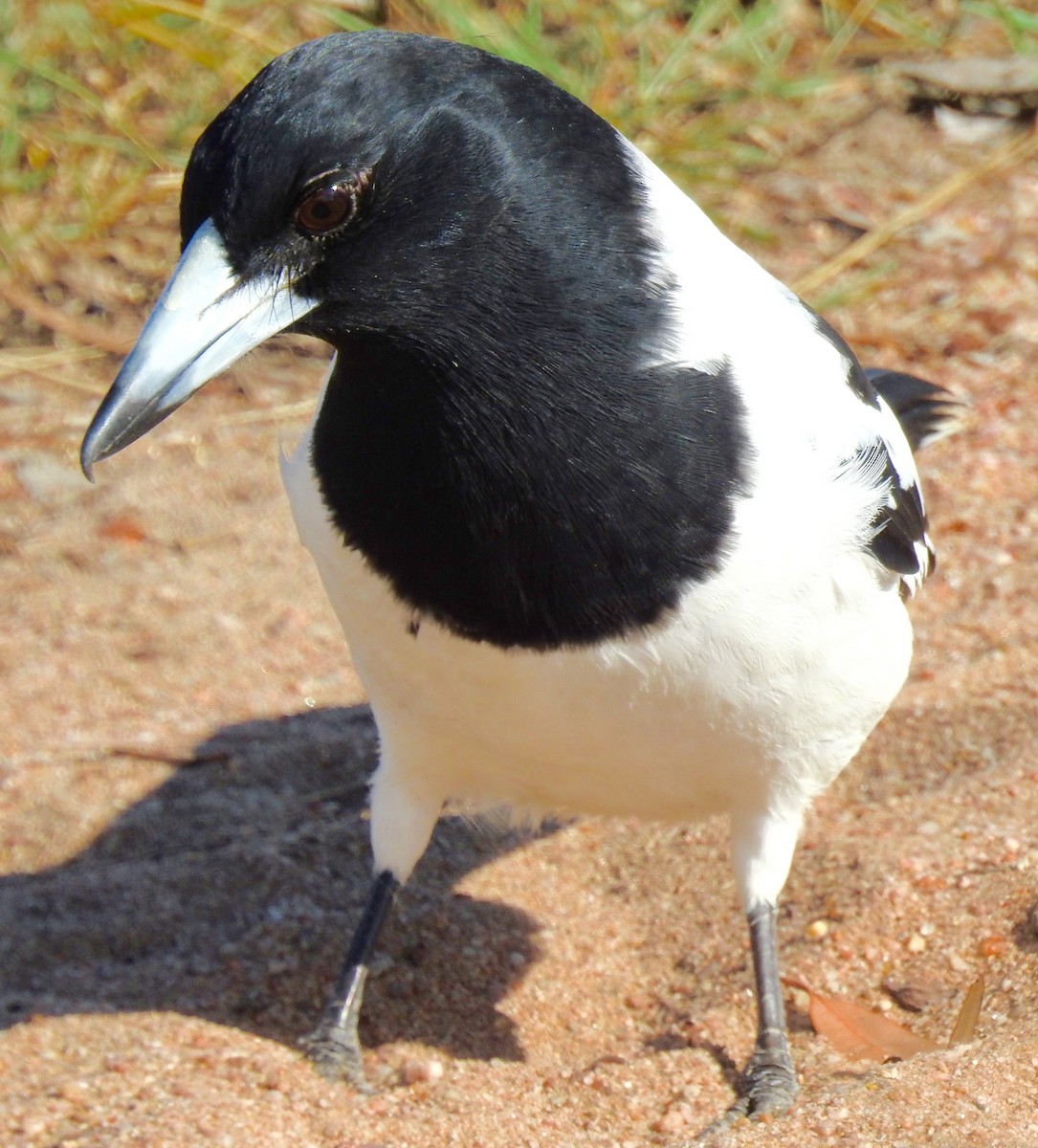Pied Butcherbird - ML59517051