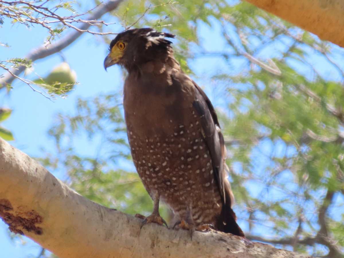 Crested Serpent-Eagle - ML595170791