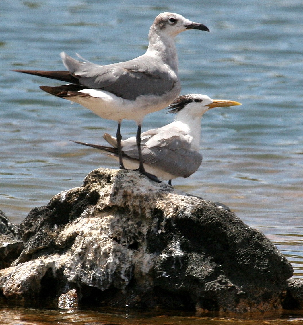 Laughing Gull - ML59517141